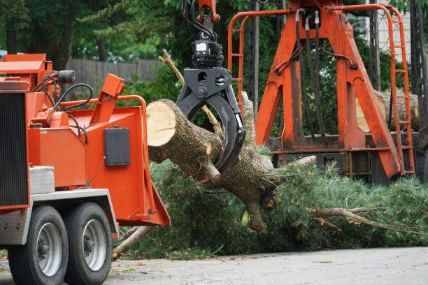 Best Arborist Consultation Services  in Huntland, TN